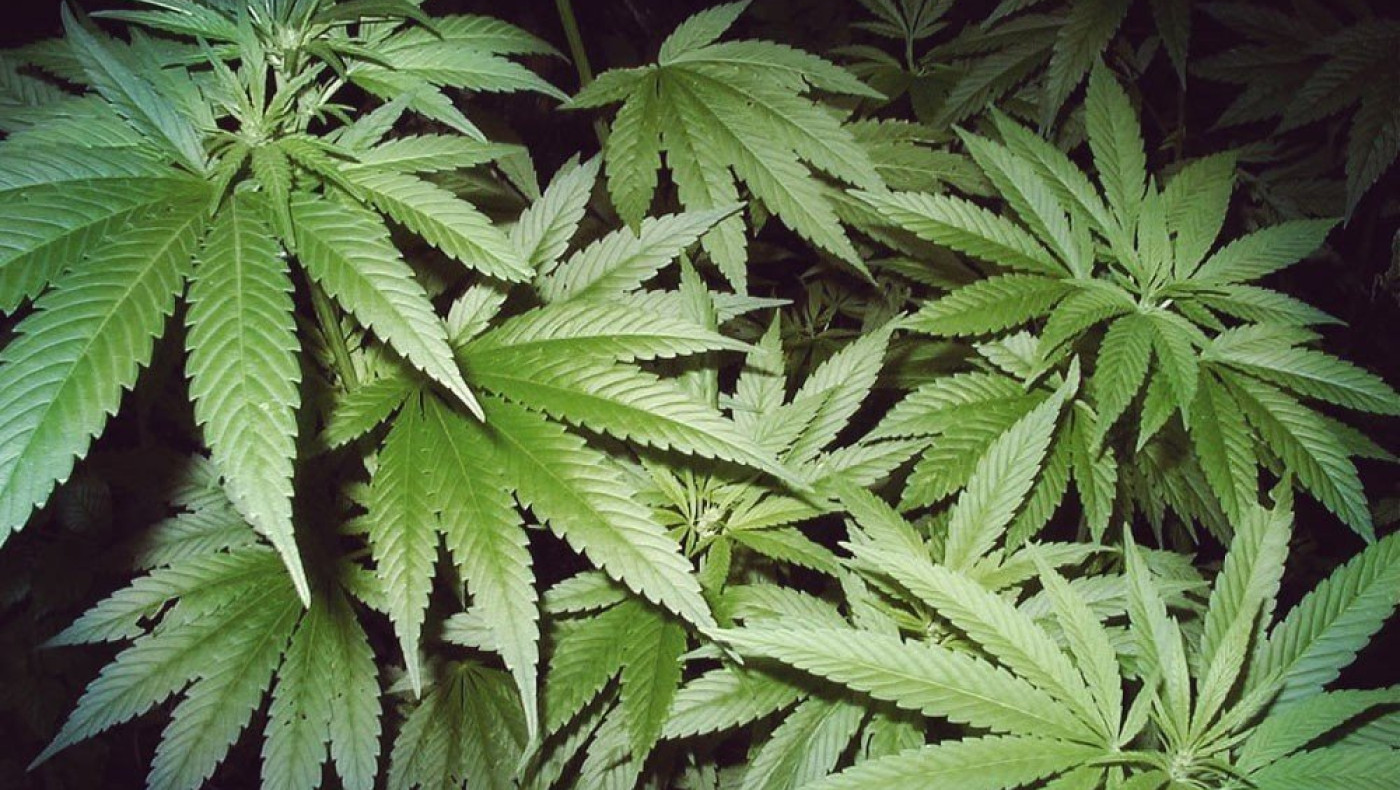 Ουρουγουάη: Πρώτη νόμιμη λέσχη μαριχουάνας! 