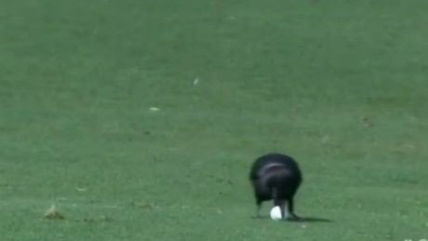Κοράκι πήρε την μπάλα του γκολφ και εξαφανίστηκε! (VIDEO)