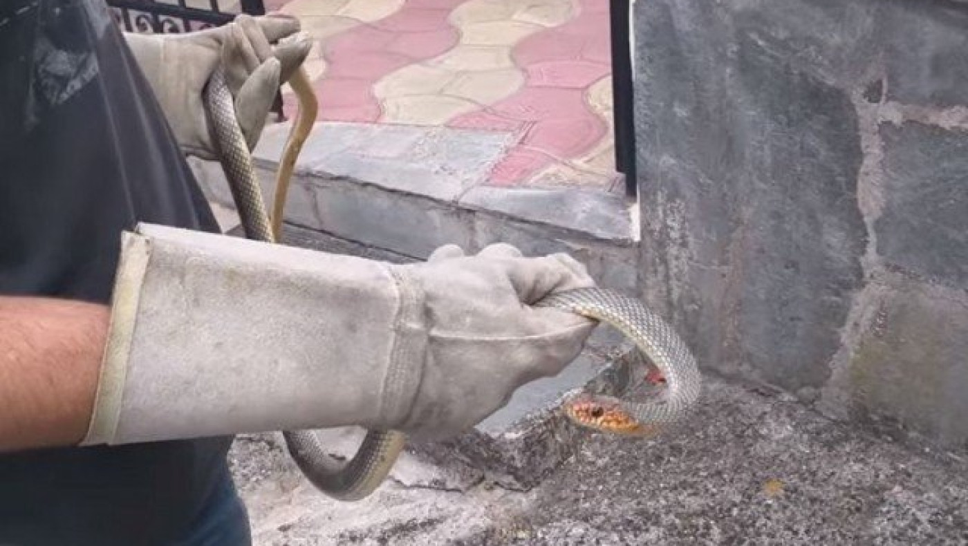 Θεσσαλονίκη: Απομάκρυναν φίδι από αποθήκη κατοικίας στη Λητή (ΒΙΝΤΕΟ)