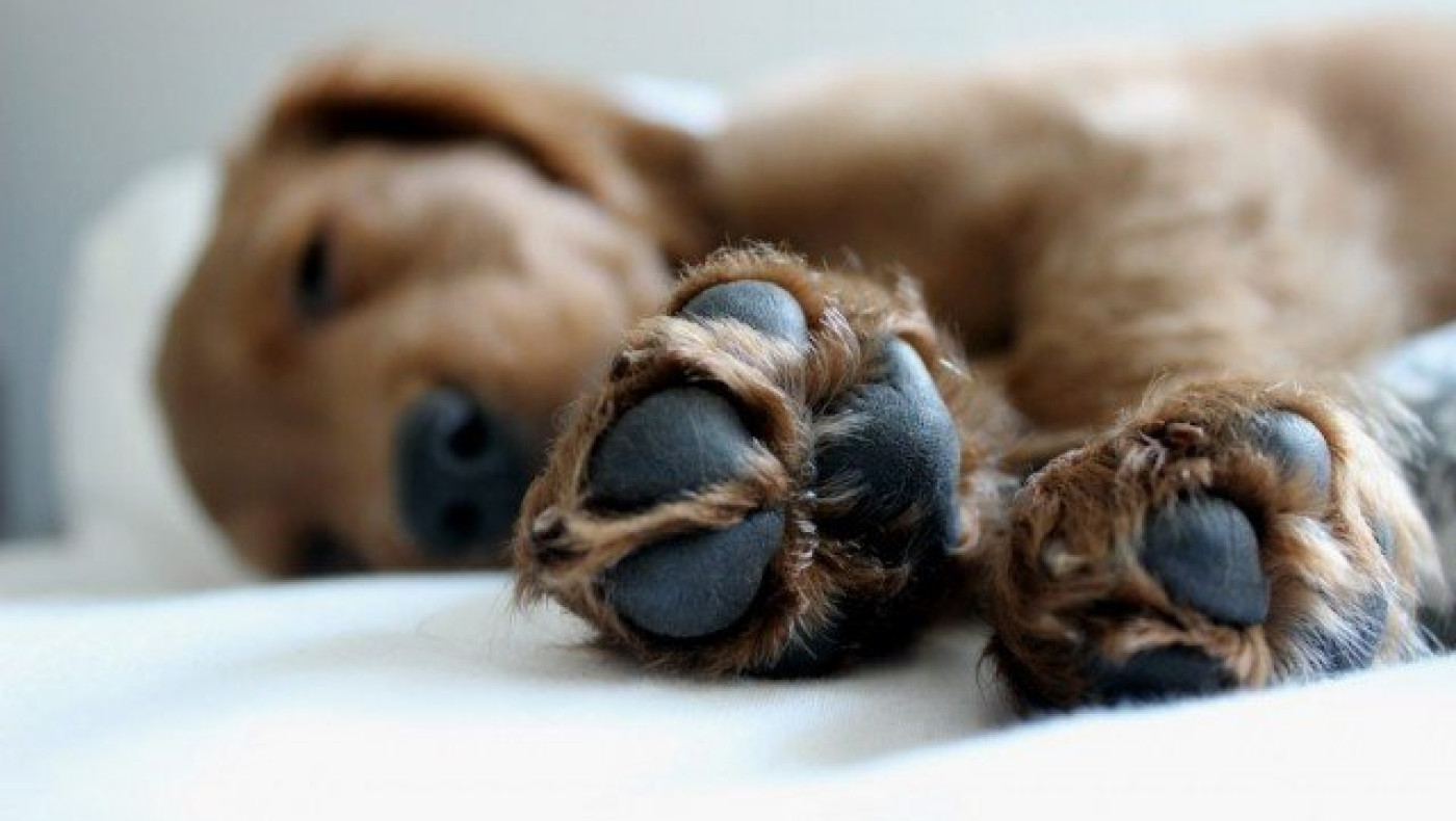 Φλώρινα: Φρικτός θάνατος για 26 σκυλιά από ισχυρότατο δηλητήριο