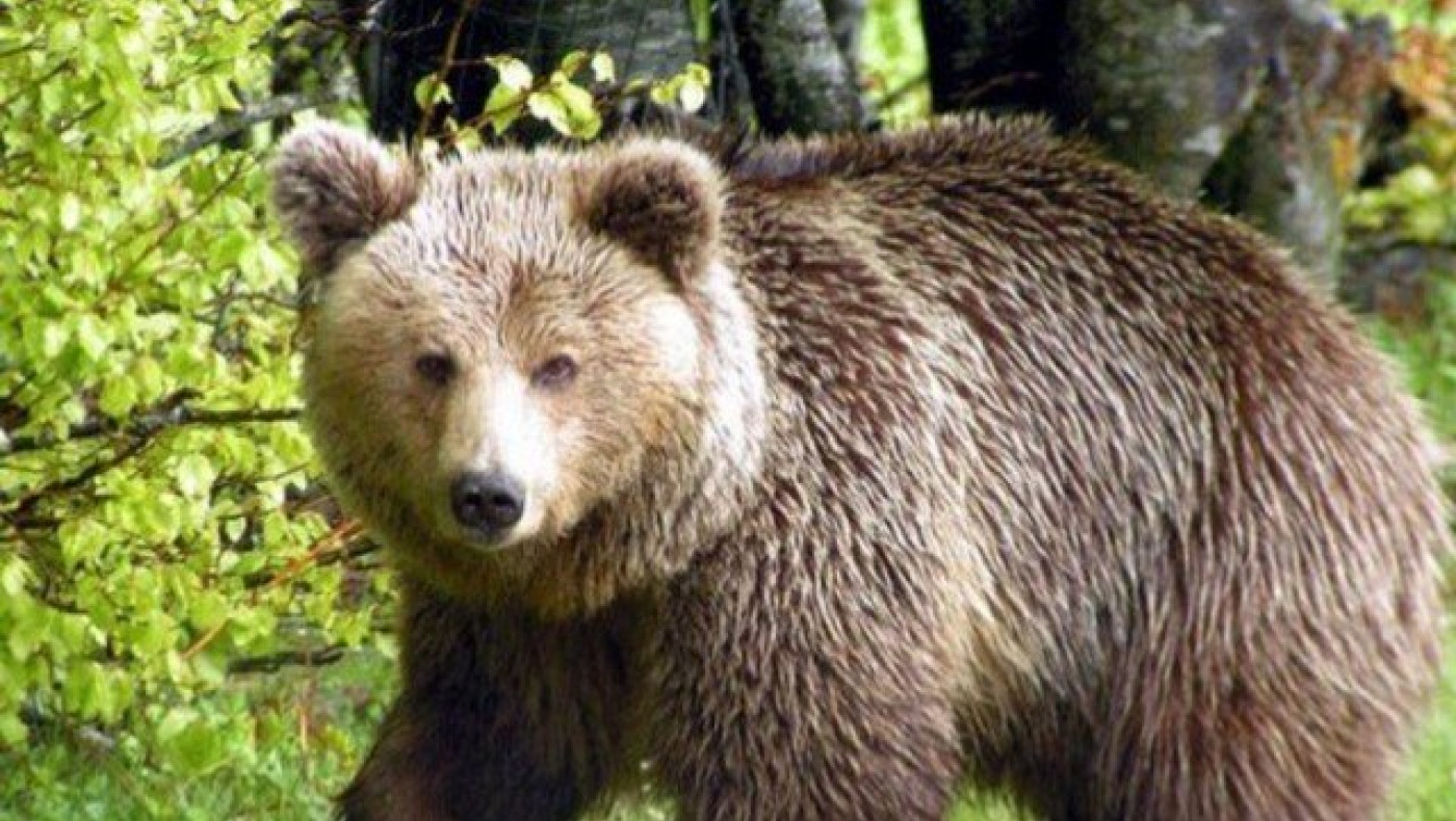 ΒΙΝΤΕΟ: Αρκούδα κάνει βόλτες σε χωριό της  Κοζάνης