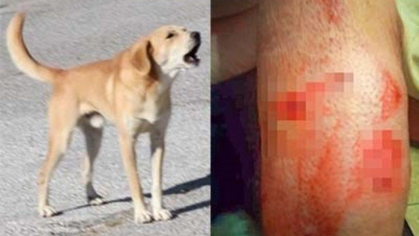 Αδέσποτα τρομοκρατούν κατοίκους στις Πέντε Βρύσες Λαγκαδά (ΒΙΝΤΕΟ)