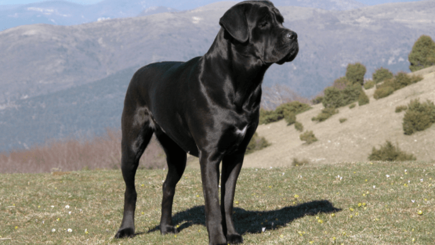 Σέρρες: Σοκάρουν οι φωτογραφίες του παιδιού που δέχθηκε επίθεση σκύλων