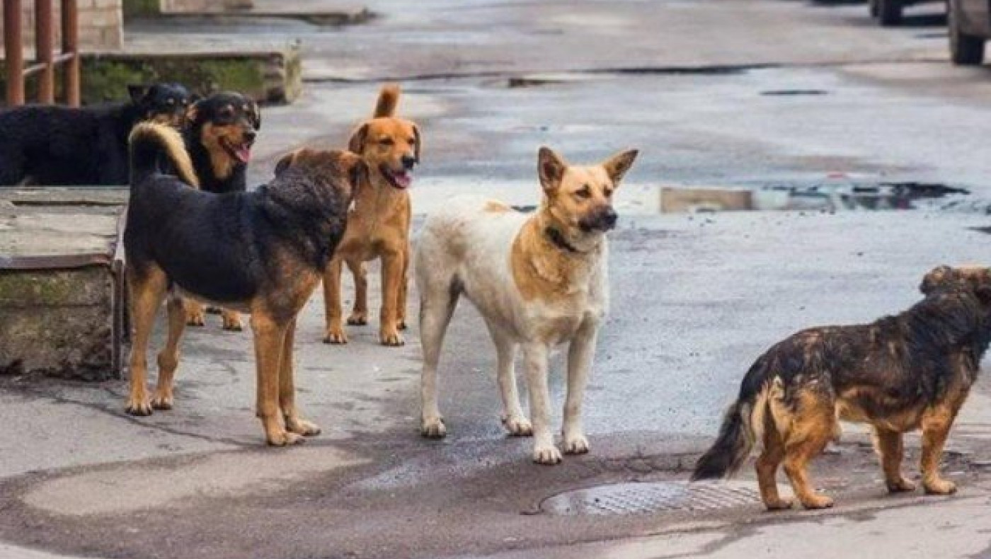 Θεσσαλονίκη: Αίτημα για δημιουργία δημοτικού καταφυγίου αδέσποτων ζώων
