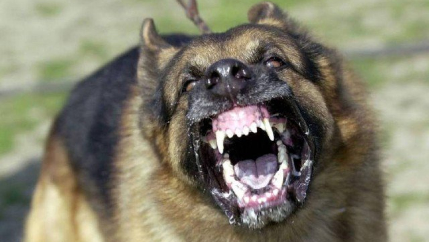 Σέρρες: Σε κρίσιμη κατάσταση 9χρονος μαθητής από επίθεση σκύλων