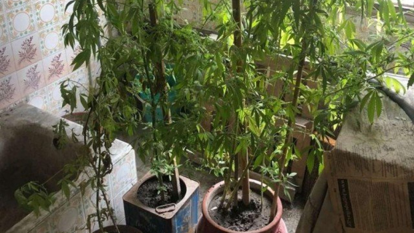 Πέλλα: Καλλιεργούσε χασισόδεντρα             σε γλάστρες (pic)