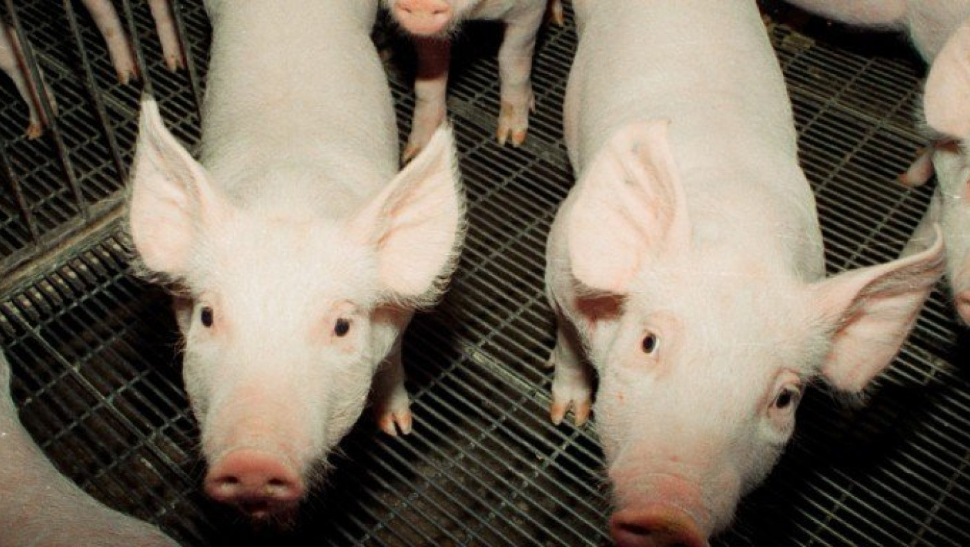 Κρούσμα αφρικανικής πανώλης των χοίρων στις Σέρρες