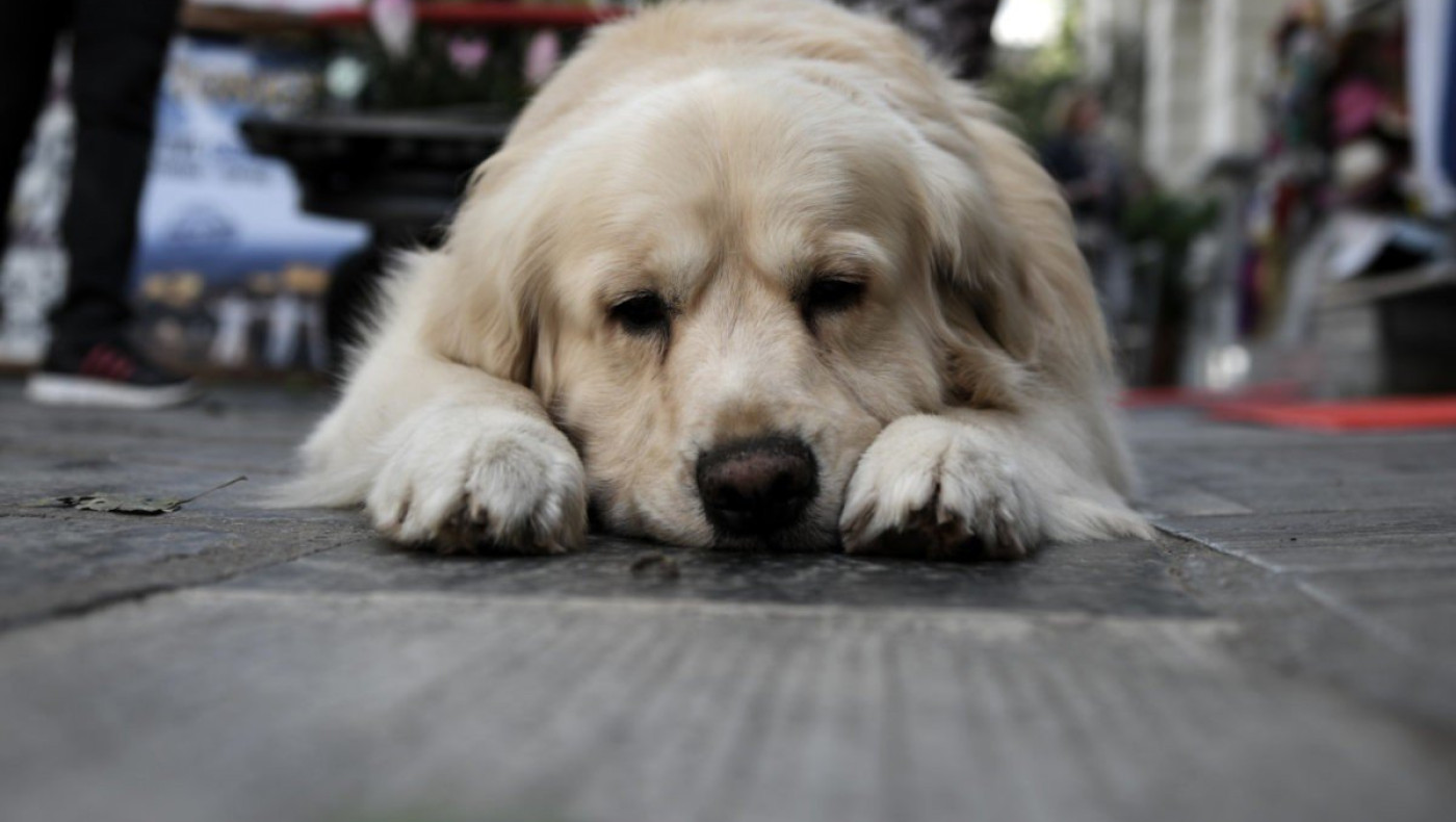 Κτηνωδία στην Εύβοια: Έκαψαν σκυλιά μέσα σε κάδους σκουπιδιών!