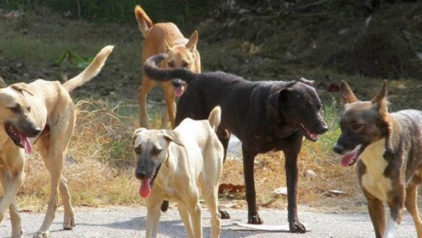 Θεσσαλονίκη: Αγέλη σκύλων επιτέθηκε σε 17χρονη!