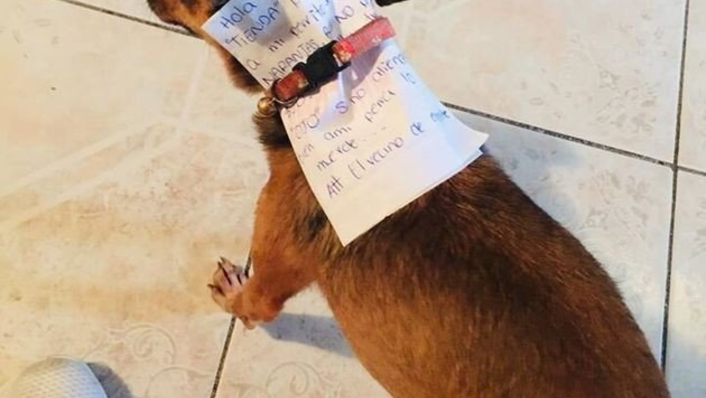 ΑΠΙΣΤΕΥΤΟ: Ηταν σε καραντίνα και έστειλε τον... σκύλο του για ψώνια!