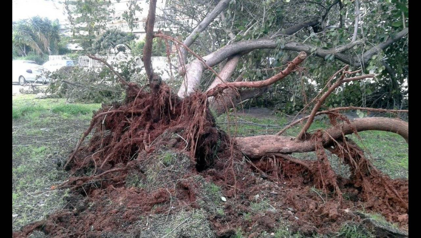 Πτώση δέντρου στην Καλαμαριά - Ξερίζωσε καλώδια της ΔΕΗ