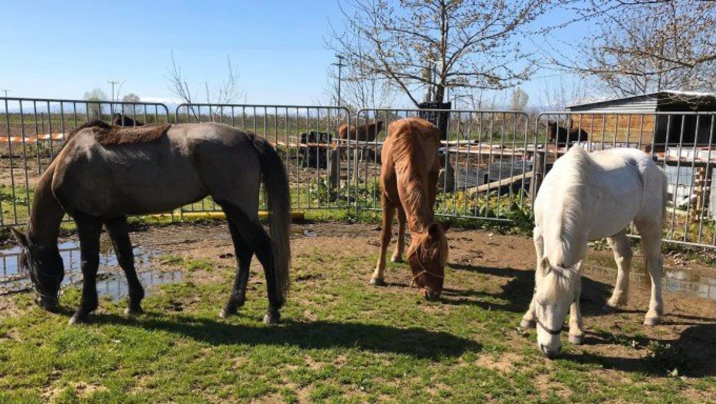 Δηλητηρίασαν άλογα σε ιππικό όμιλο της Καβάλας