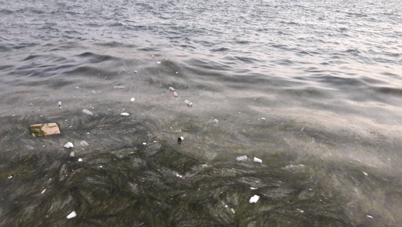 Θαλάσσια χελώνα και πτώμα μεγαλόσωμου ζώου στον Θερμαϊκό