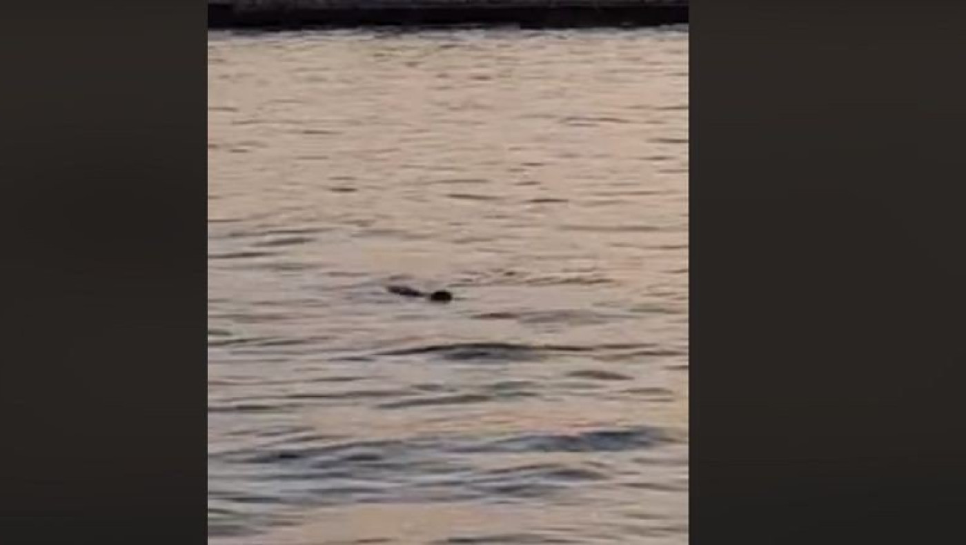 Φώκια βγήκε βόλτα στο λιμάνι της Θεσσαλονίκης