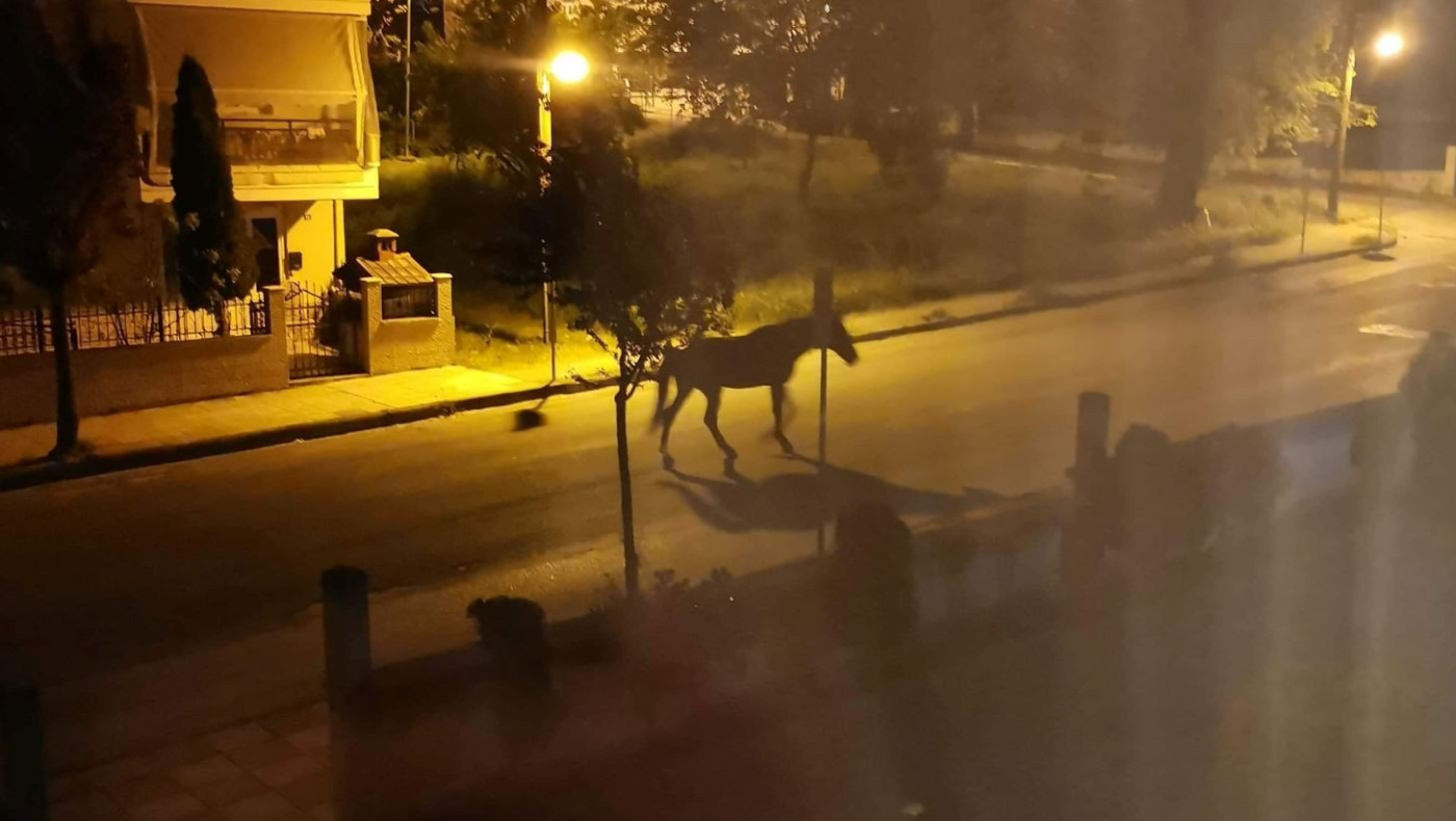 Άλογο έκανε βόλτες στην οδό Μακρυγιάννη στην Κοζάνη