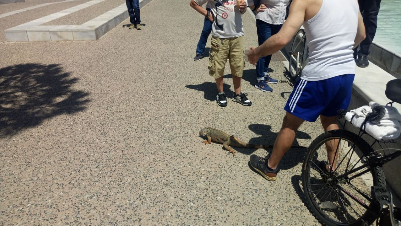 Ιγκουάνα κάνει το μπάνιο του στη Νέα Παραλία και στη συνέχεια λιάζεται!