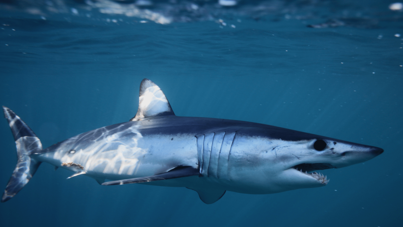 Καρχαρίας βγήκε στη στεριά στην Κόρινθο!