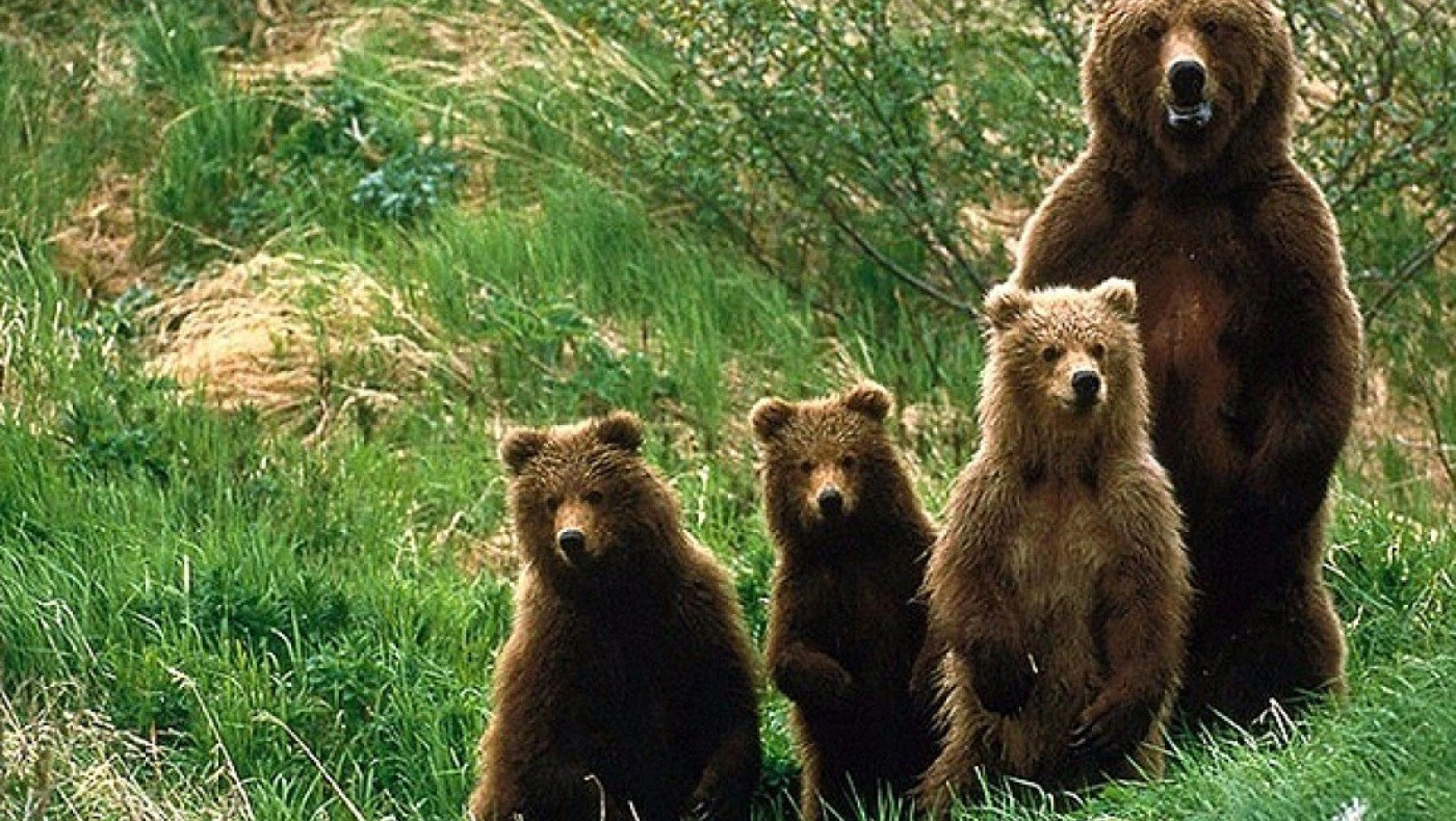 Κυνηγοί σκότωσαν πάνω από 150 αρκούδες στη Σουηδία με την άδεια του κράτους!