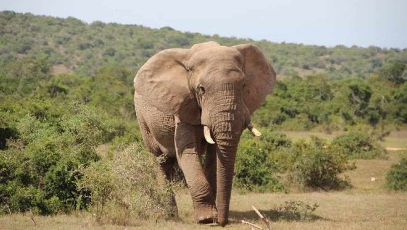 Κατακραυγή στην Ινδία για ελεφαντίνα που πέθανε τρώγοντας ανανά με κροτίδα