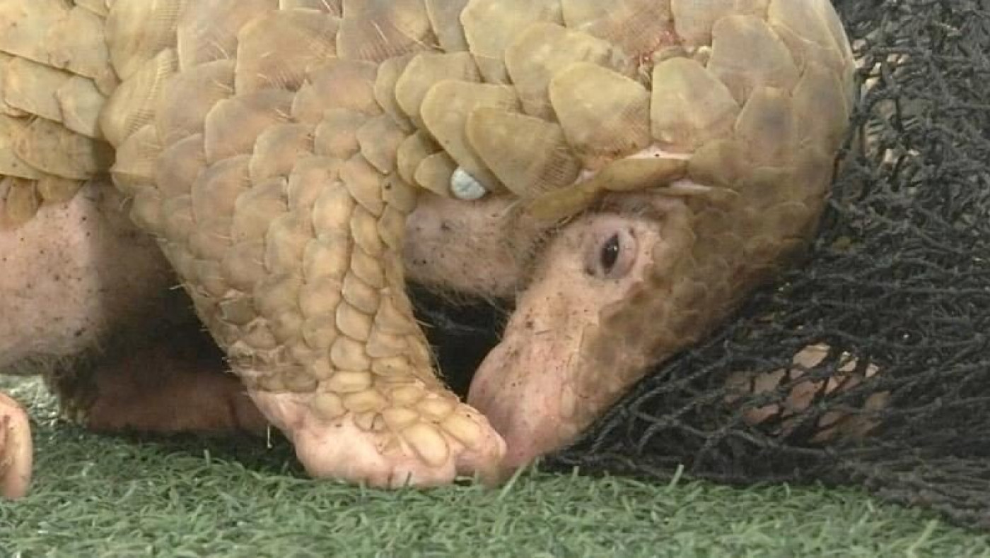 Η άποψη των ερευνητών για την προέλευση του Covid-19