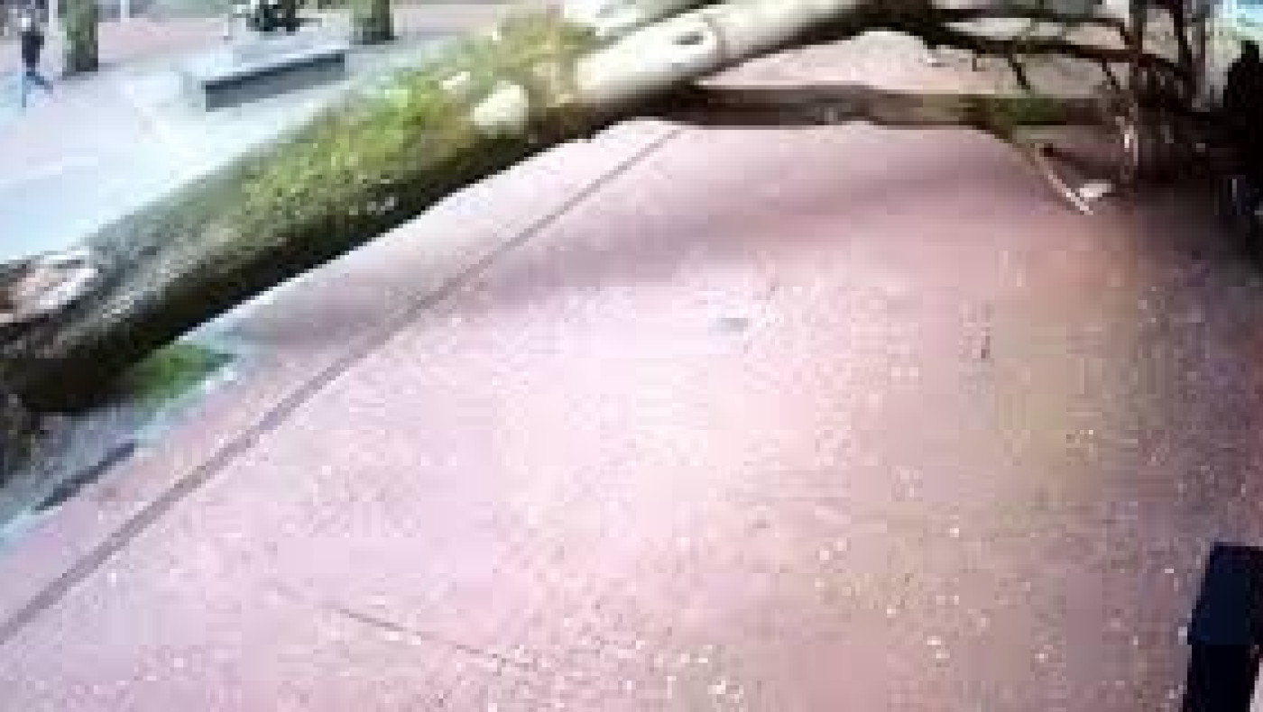 Γυναίκα γλίτωσε από τύχη... την πτώση δέντρου