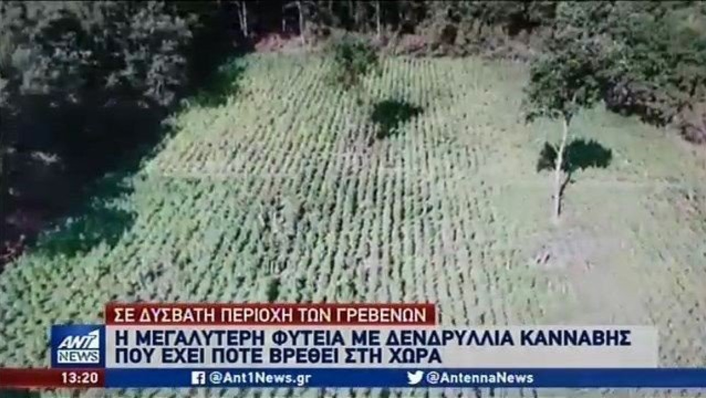 Γρεβενά: Η μεγαλύτερη καλλιέργεια κάνναβης στα ελληνικά χρονικά!