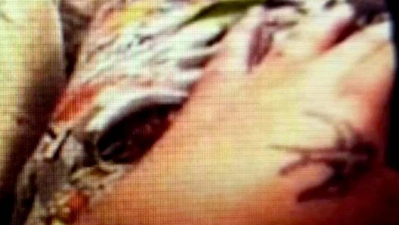 Σκληρές εικόνες με 19χρονη να γδέρνει ζωντανή μία γάτα στο Tik-Tok