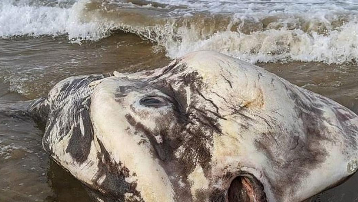 Εξωγήινο πλάσμα ξεβράστηκε στην ακτή αφήνοντας άφωνους τους τουρίστες