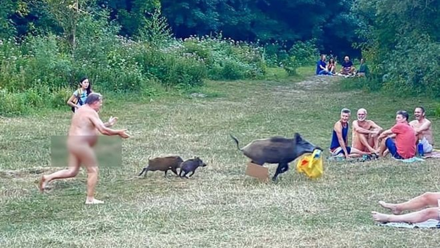 ΕΠΟΣ: Γυμνιστής κυνηγάει αγριογούρουνο που του πήρε το laptop!