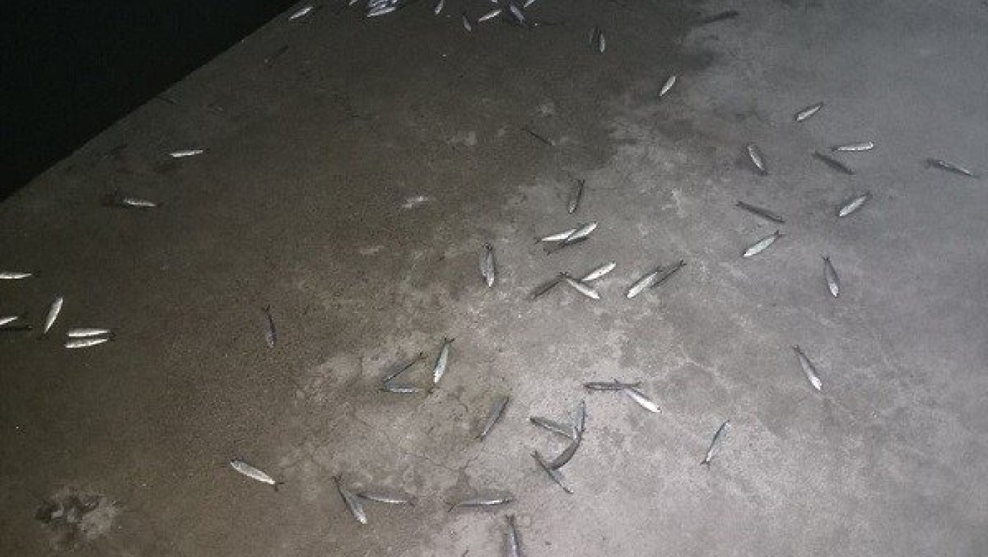 Εκατοντάδες ψάρια ξανά στη Νέα Παραλία