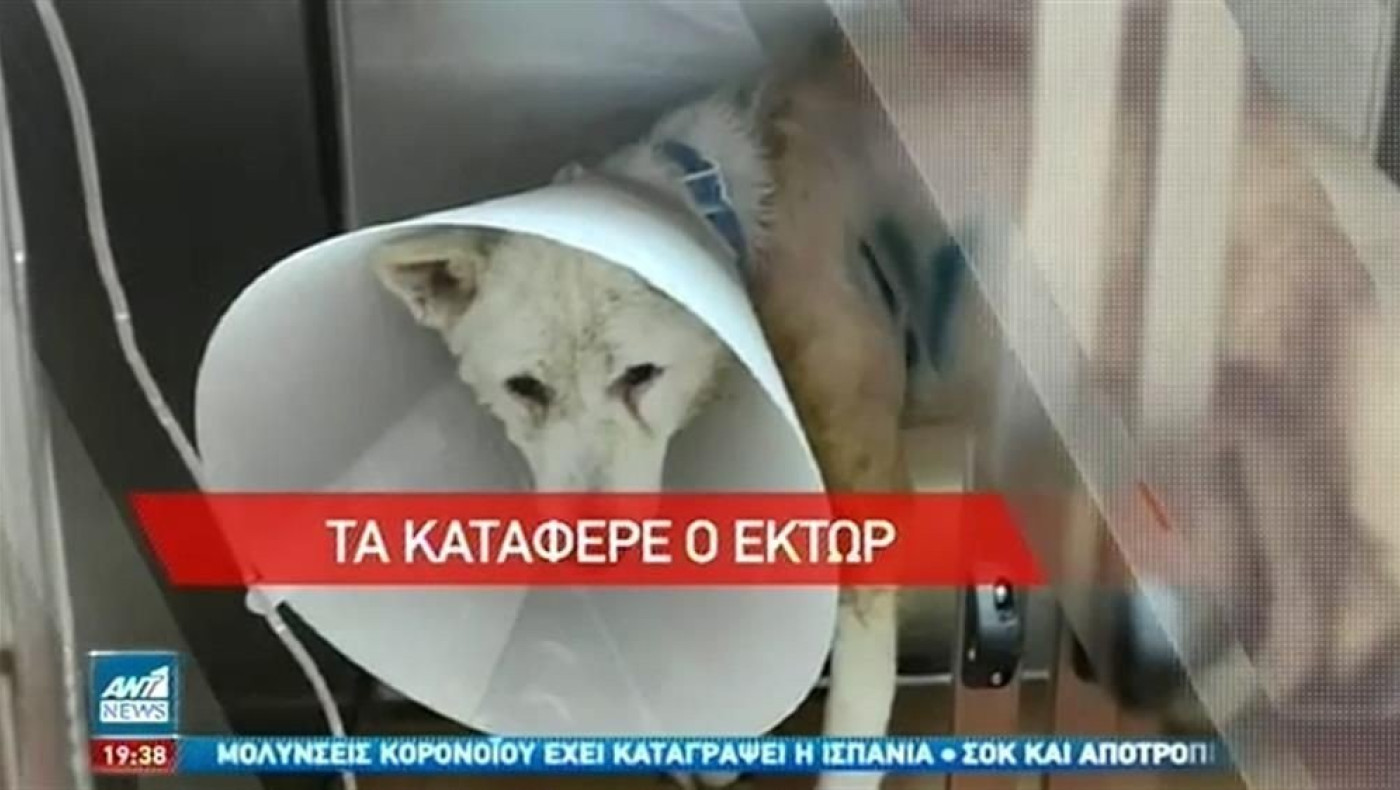 Κέρδισε τη μάχη το σκυλί που είχε μαχαιρωθεί στη Νίκαια - Κλαίει όλη μέρα