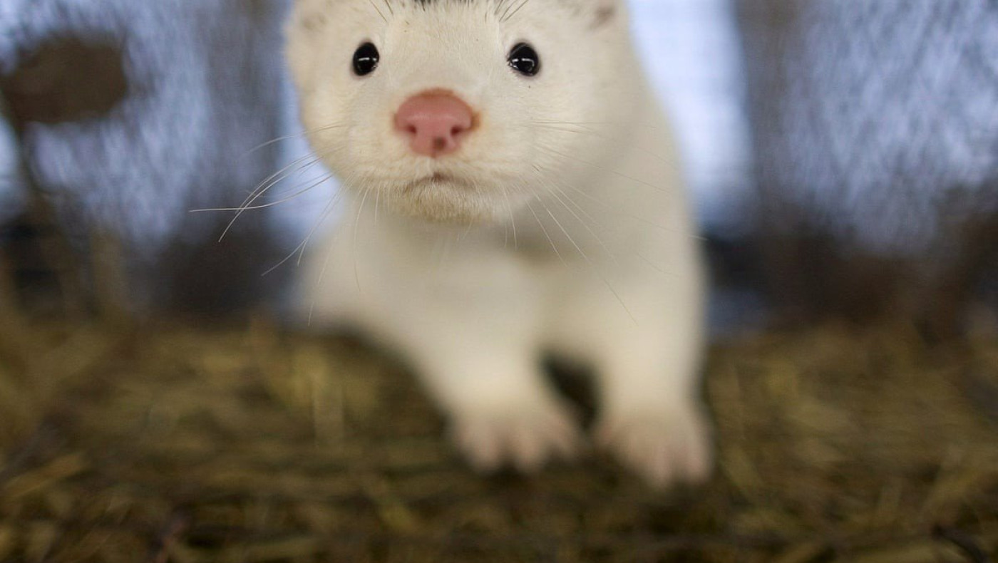 Κορωνοϊός: Συναγερμός και έλεγχοι σε εκτροφείο μινκ στη Θεσσαλονίκη