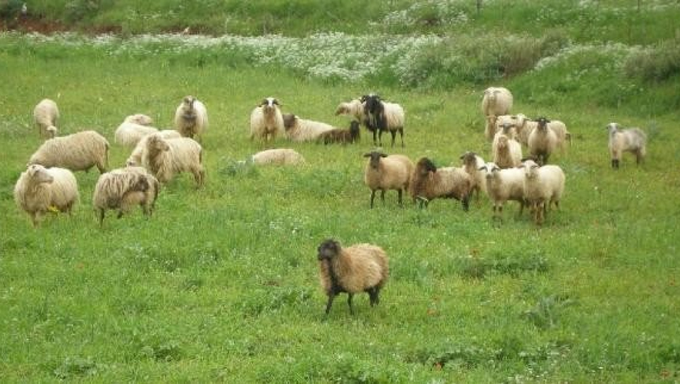 Κιλκίς-Πέλλα: Εκδόθηκαν οι καταστάσεις κατανομής επιλέξιμων βοσκοτόπων