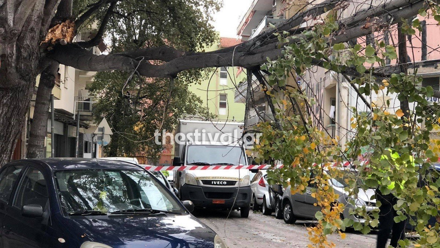 Πτώσεις δέντρων στην περιοχή του «Ιπποκρατείου» από τους ισχυρούς ανέμους