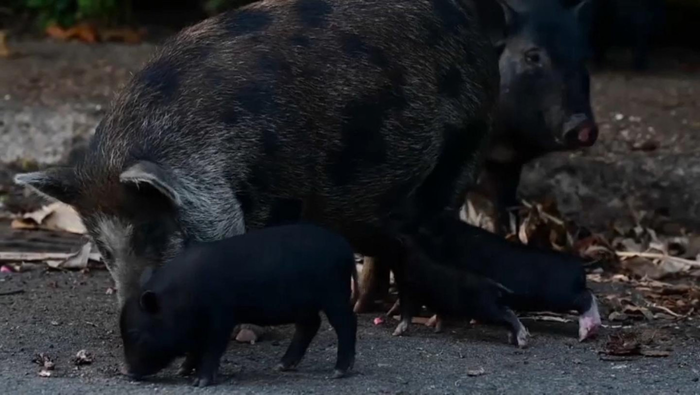 Εισβολή γουρουνιών προκαλεί κατάσταση έκτακτης ανάγκης στο Πουέρτο Ρίκο
