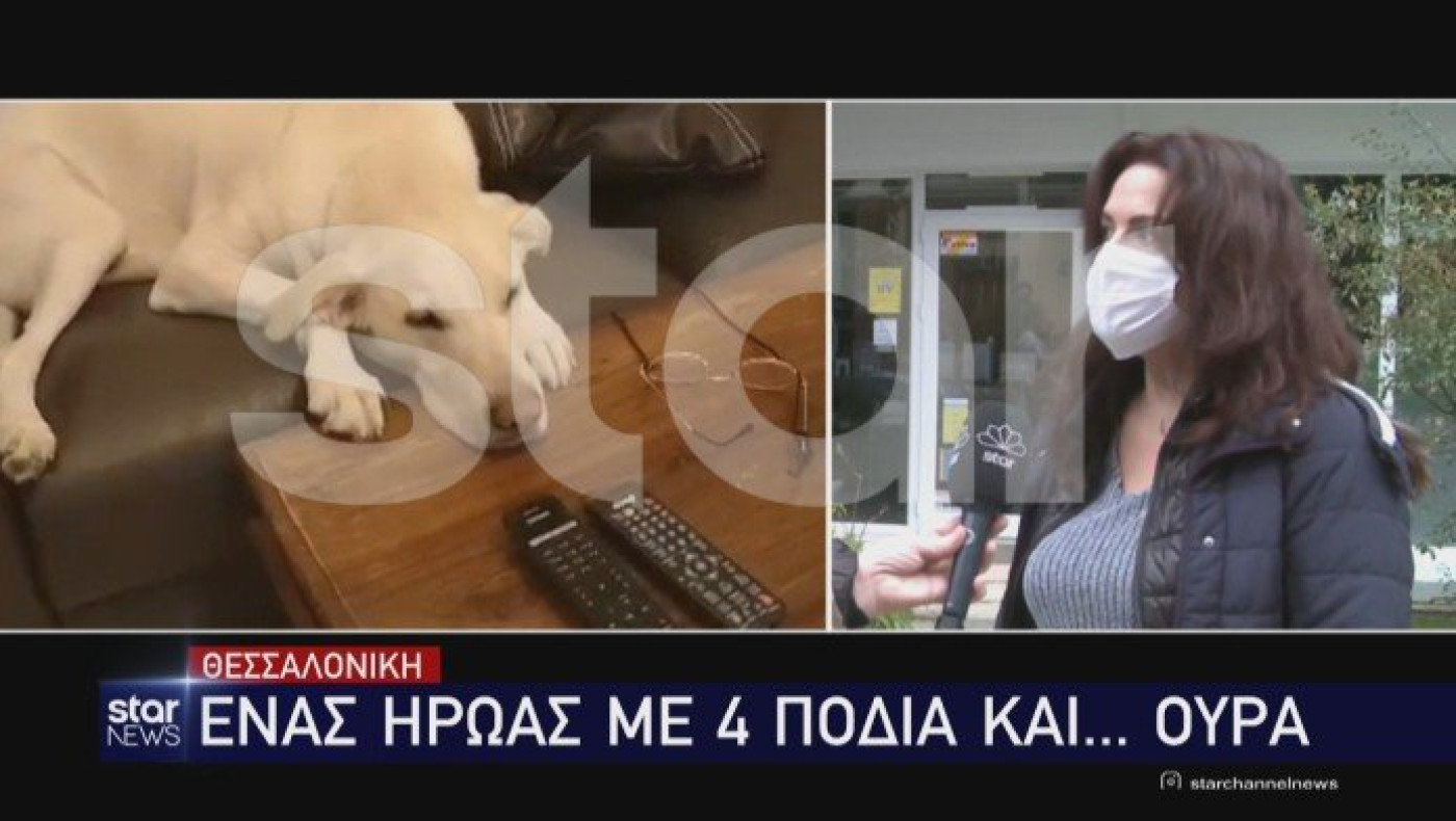 Θεσσαλονίκη: Λαμπραντόρ βοήθησε στη σύλληψη διαρρηκτών!