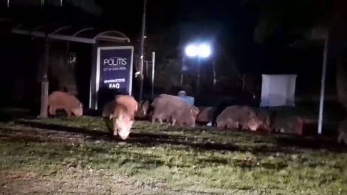 Επανεμφανίστηκαν τα αγριογούρουνα στο Πανόραμα