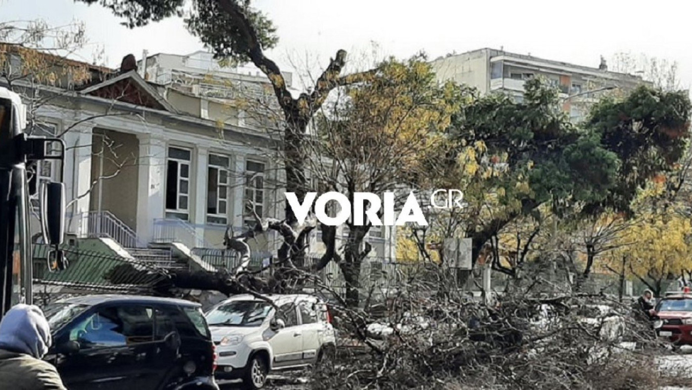 Θεσσαλονίκη: Πτώση δέντρου σε αυλή δημοτικού σχολείου!