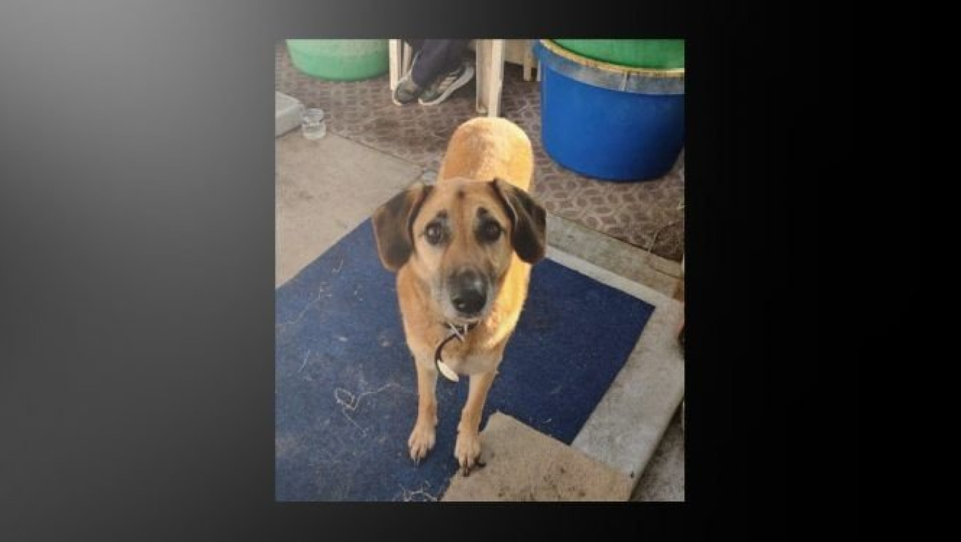 Χανιά: Σκύλος έκλαιγε στο κατάρτι του πλοίου – Εντοπίστηκε λίγες ώρες μετά τον θάνατο του αφεντικού του