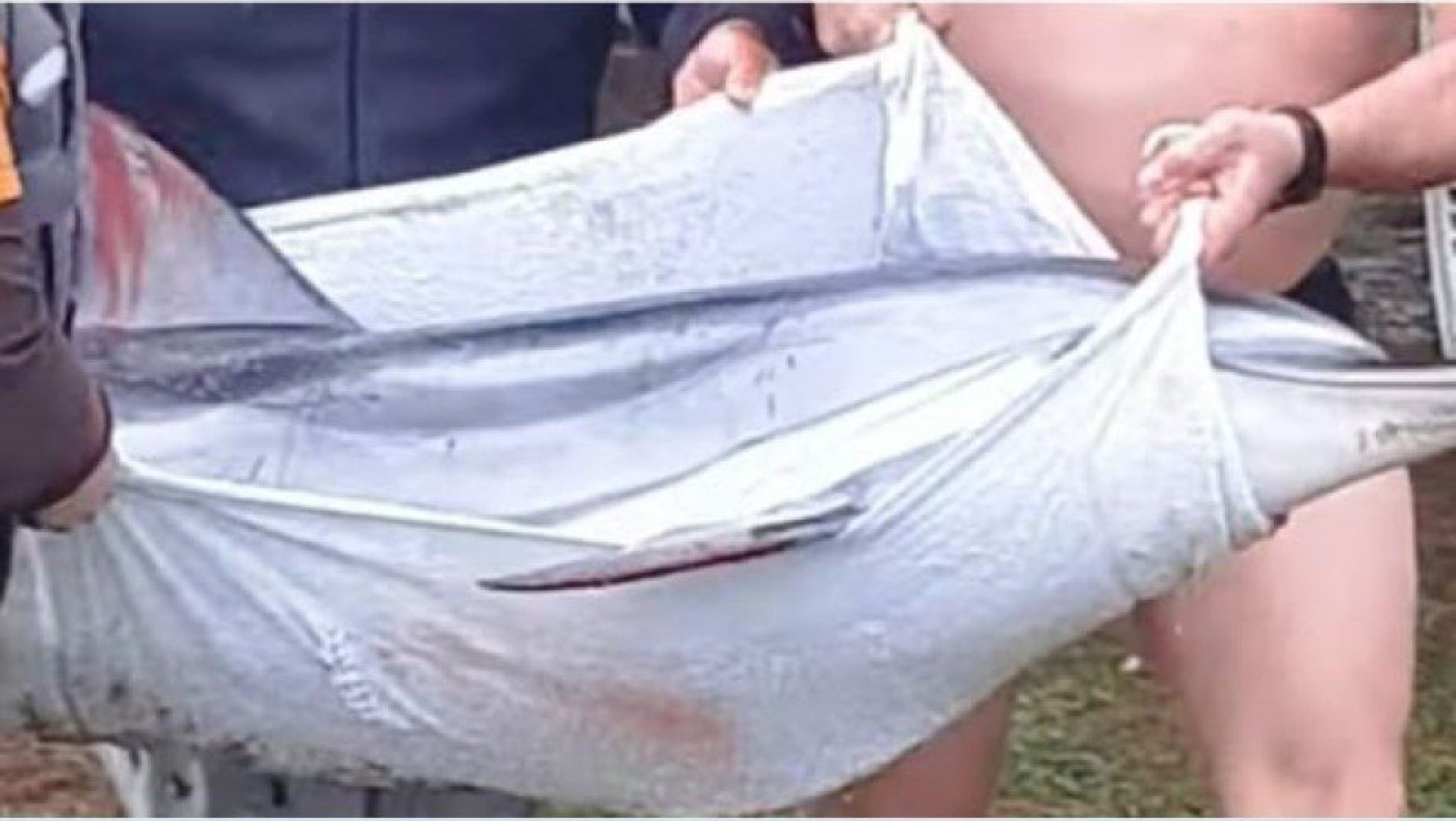 Καβάλα: Δραματική διάσωση δελφινιού που πάλευε να μείνει στη θάλασσα