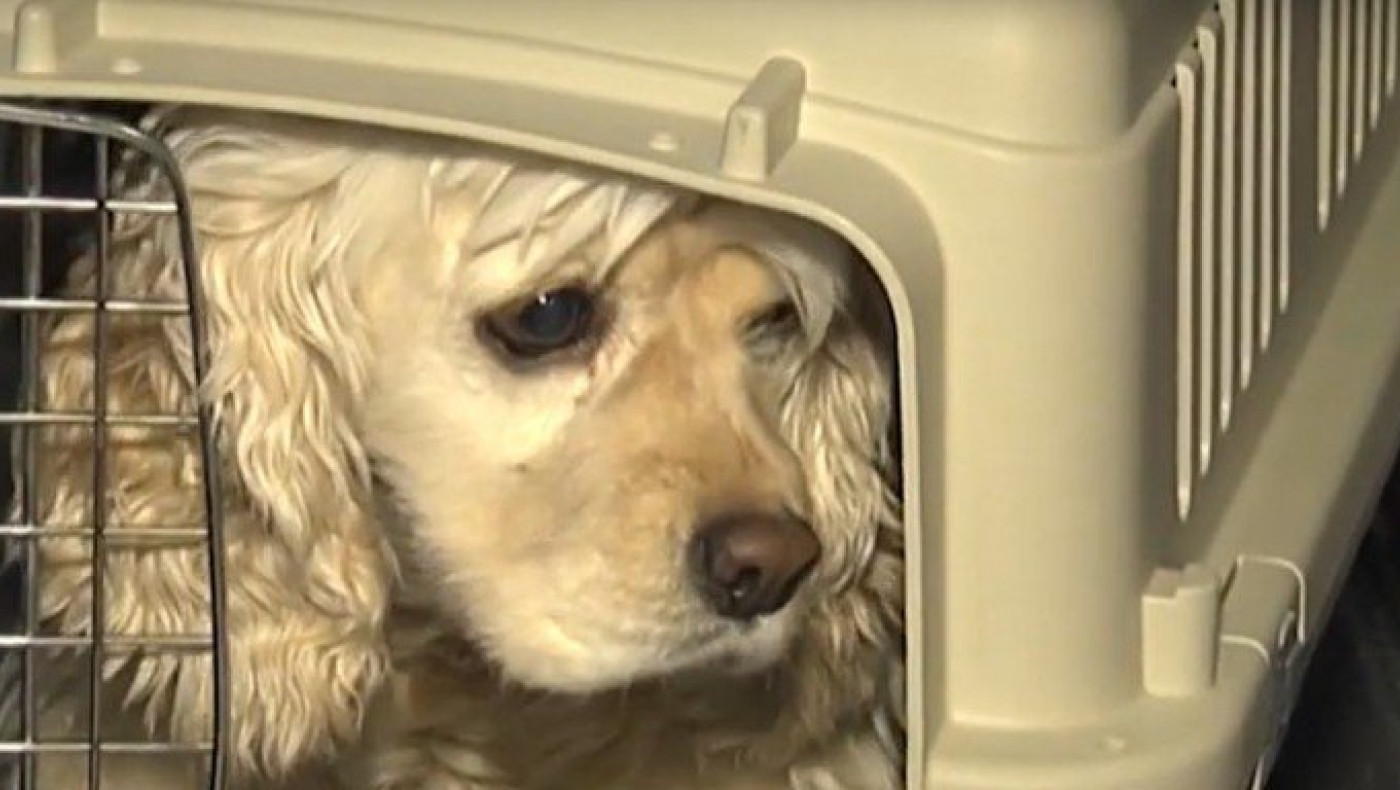 Τι αναφέρει ο νέος νόμος για τους ιδιοκτήτες ζώων συντροφιάς