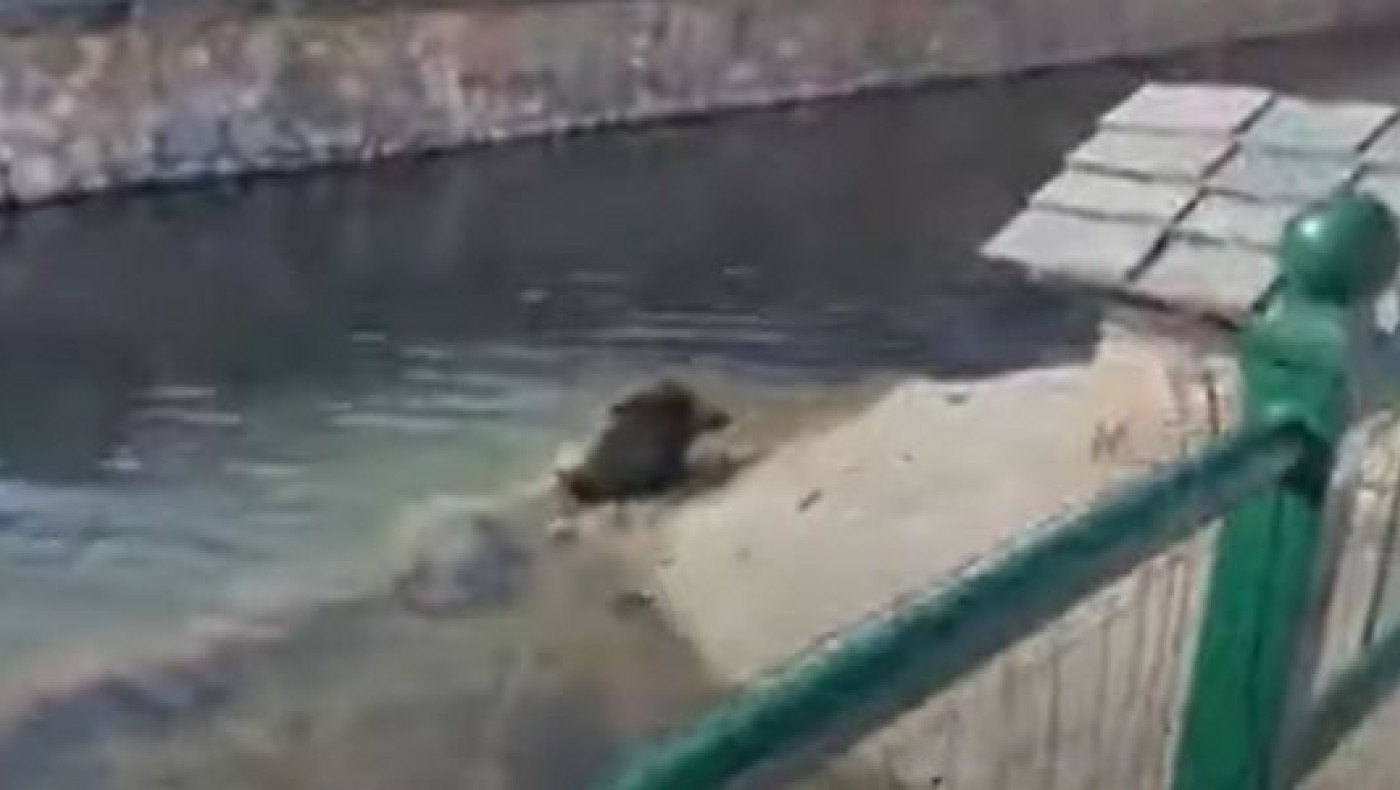 Αγριογούρουνο κολυμπά σε ποτάμι στη Φλώρινα