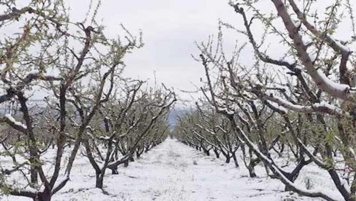 Ημαθία: Καταστροφικοί για τους αγρότες οι παγετοί