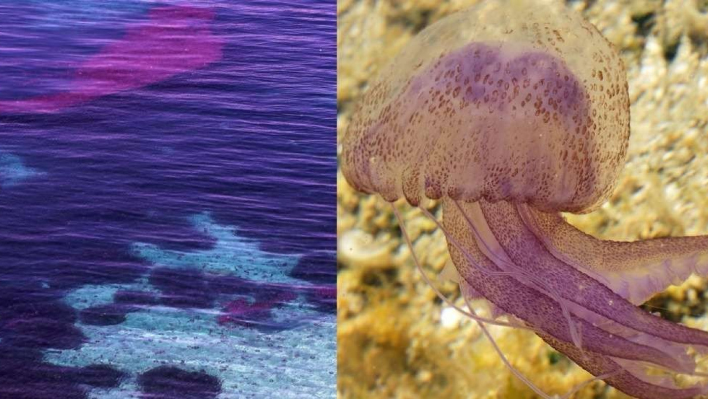 Σάμος: Χιλιάδες μέδουσες «pelagia noctiluca» στην παραλία Γάγκου