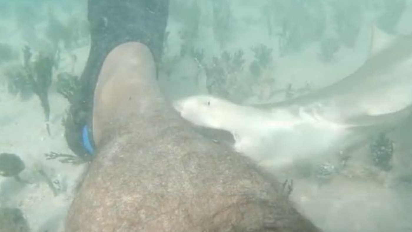 Δύτης βιντεοσκόπησε μικρό καρχαρία να του... δαγκώνει το πόδι