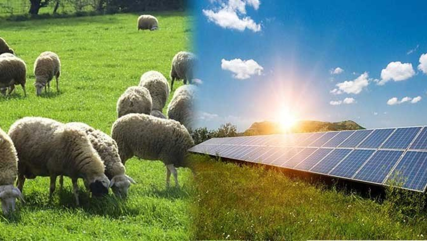 Κτηνοτρόφοι Κοζάνης: «Γεμίσαμε τζαμαρίες» λένε για τα φωτοβολταϊκά πάρκα