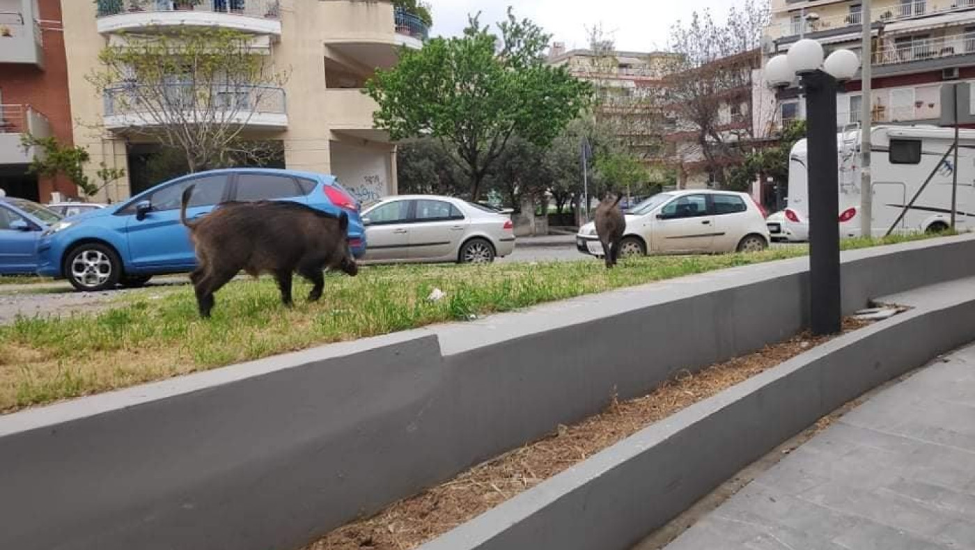 Αγριογούρουνα βγήκαν για…μεζέ στην ανατολική Θεσσαλονίκη