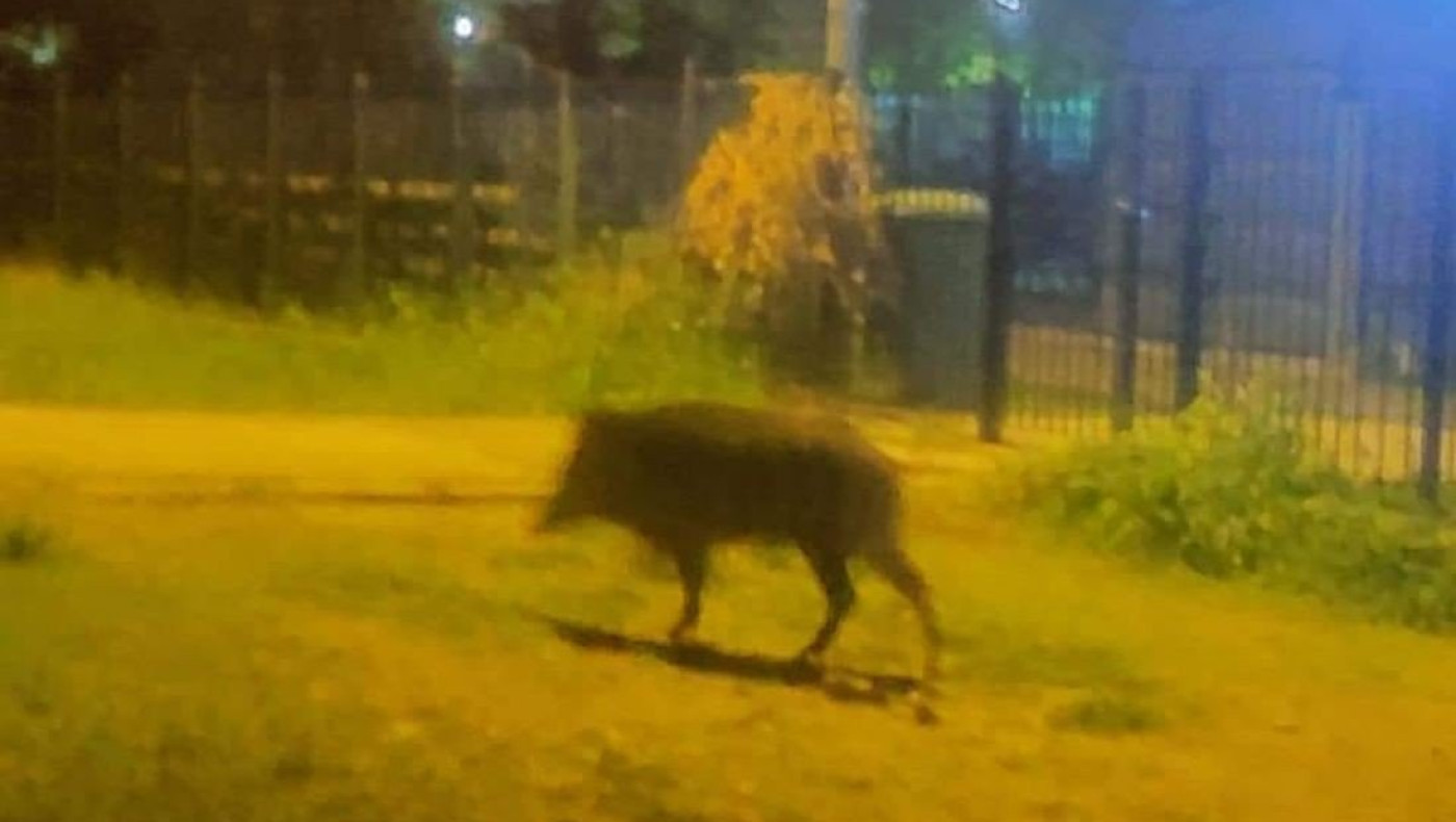 Θεσσαλονίκη: Ντελιβεράς βρέθηκε μπροστά σε αγριογούρουνο στις Συκιές