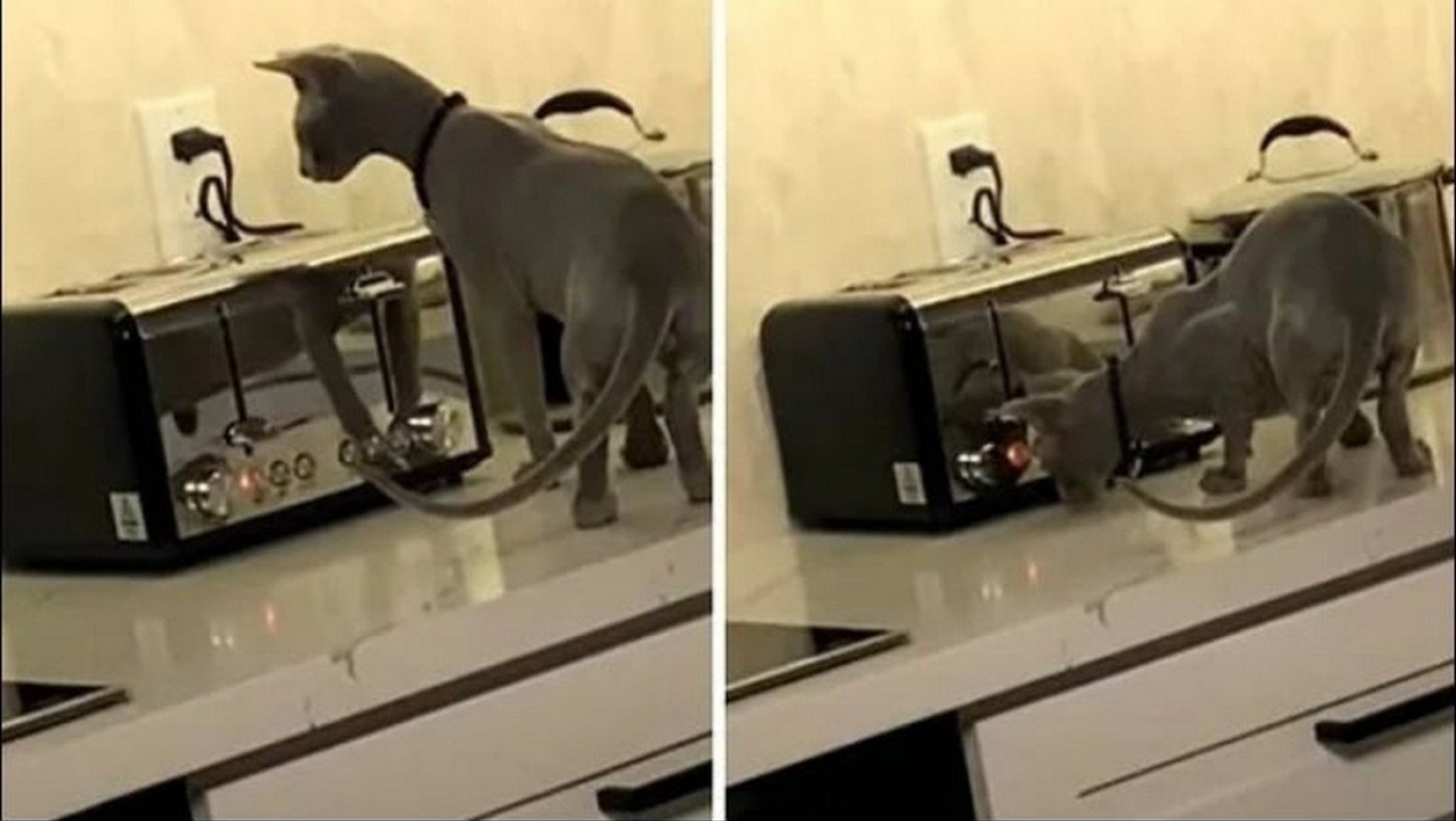 Viral: Γάτα τα έβαλε με... τοστιέρα!