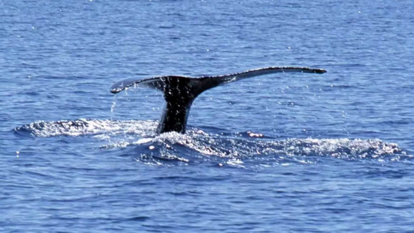 Χαλκιδική: «Τι τέρας είναι αυτό εδώ;» – Τεράστια φάλαινα εμφανίζεται μπροστά σε σκάφος